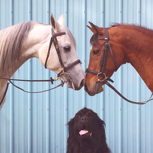 son-dogs-horse-friendship-stasha-becker-horses