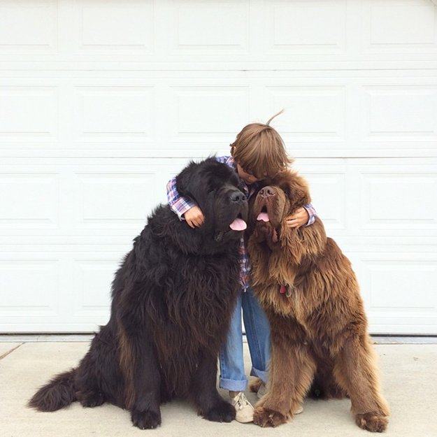 son-dogs-horse-friendship-stasha-becker-hugs