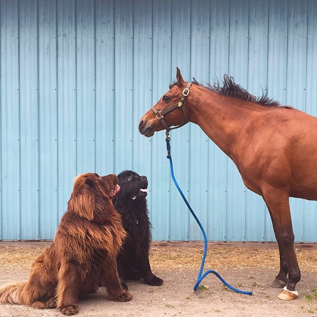 son-dogs-horse-friendship-stasha-becker-look
