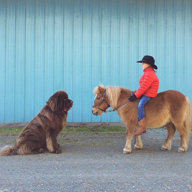 son-dogs-horse-friendship-stasha-becker-pony