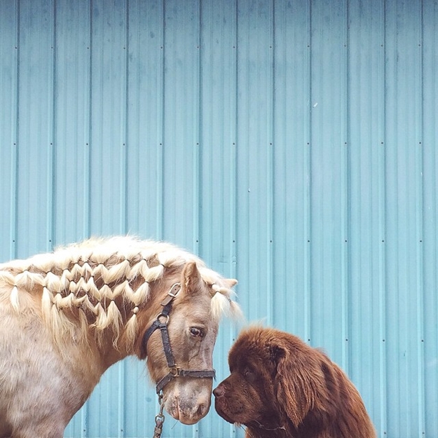 son-dogs-horse-friendship-stasha-becker-sniff