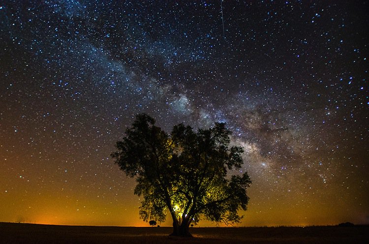 starry-trees