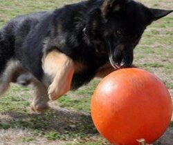 virtually indestructable dog ball red