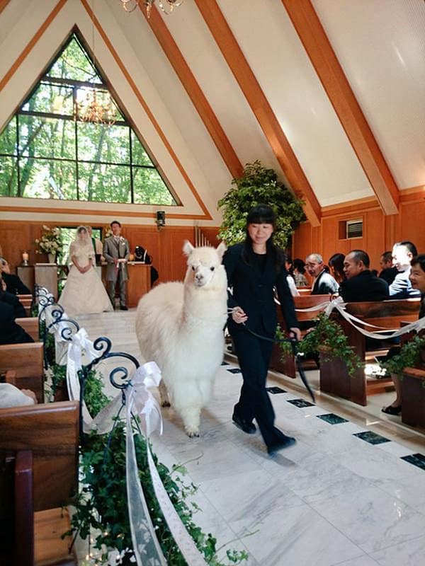 wedding alpaca