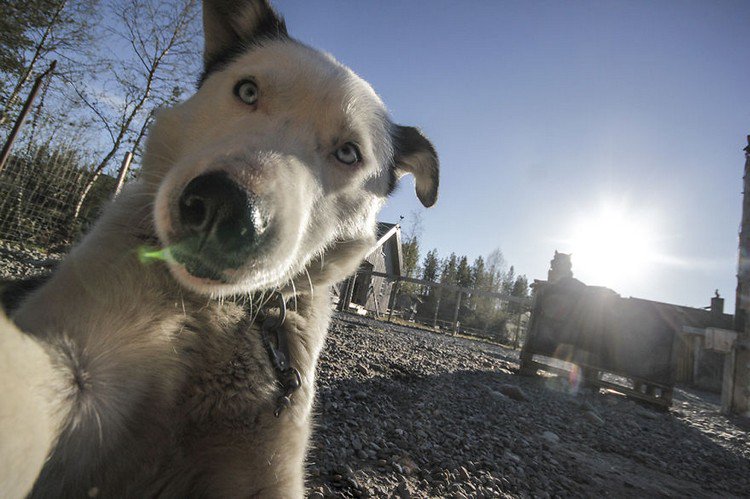 white husky selfie