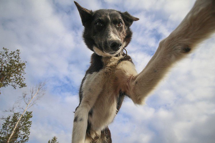 wonky ear dog selfie