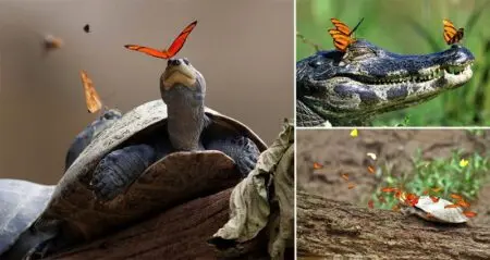 Butterflies Drinking Tears From The Eyes Of Turtles And Alligators
