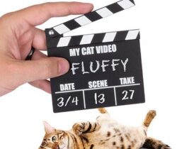 Cat Video Clapperboard