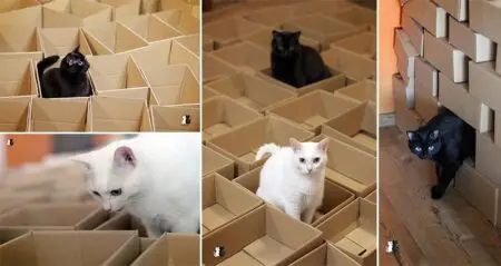 Cats Playing With Boxes