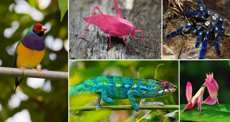 15 Eyepoppingly Colorful Animals You Won't Believe Are Real