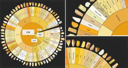 Giant Cheese Chart