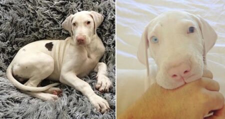 Guy Filmed His Dog Every Day