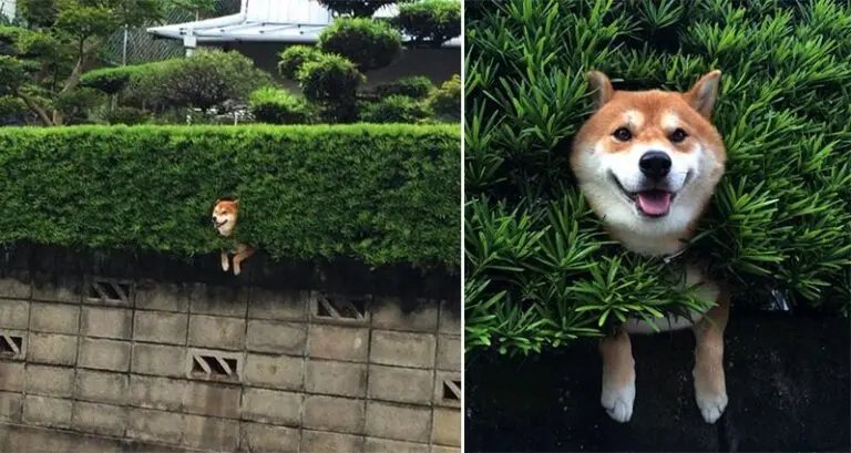 Happy Shiba Inu Stuck In A Bush