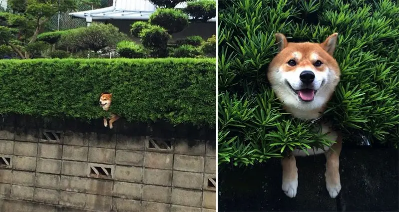 This Happy Shiba Inu Enjoys The View After Getting Stuck In