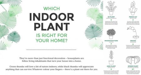 Housplants To Suit Your Home