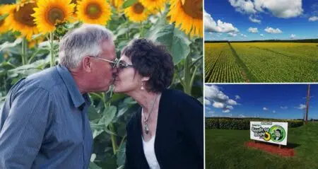 Husband Plants Sunflowers To Honor Late Wife