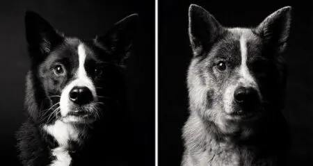 Images Of Dogs As They Grow Up