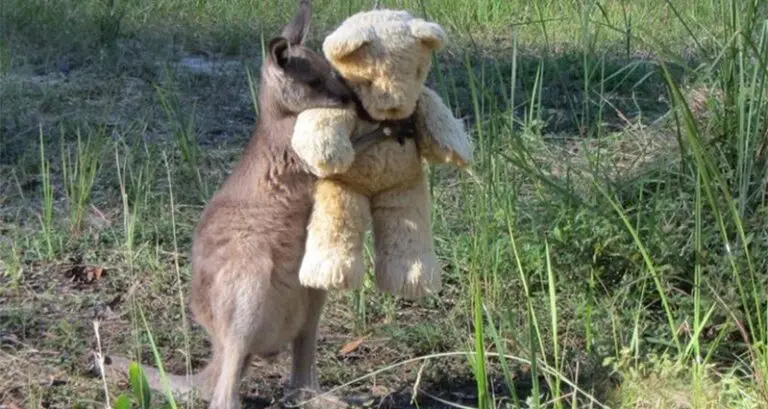 Kangaroo Hugs His Teddy Bear
