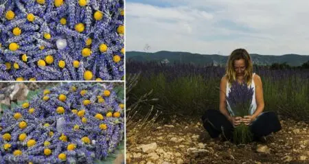 Lavender Art Which Helps Sustain Bee Population