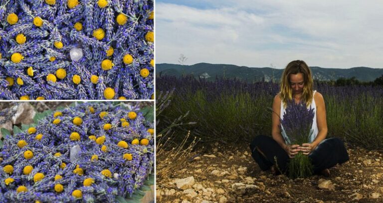 Lavender Art Which Helps Sustain Bee Population