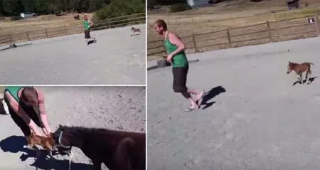 Miniature Horse Playing Chase