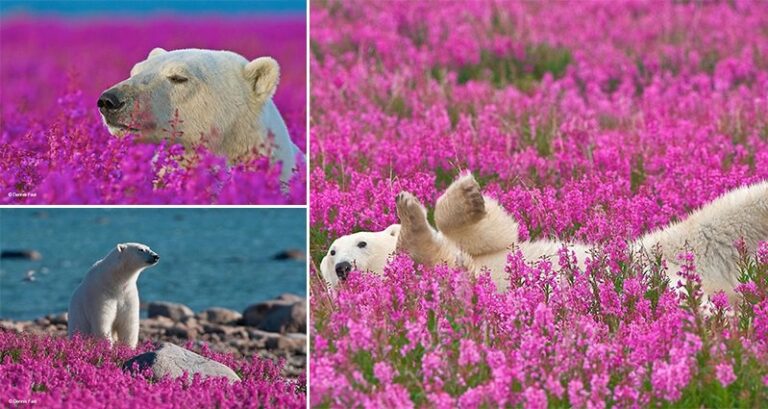Polar Bears Playing In Flower Fields