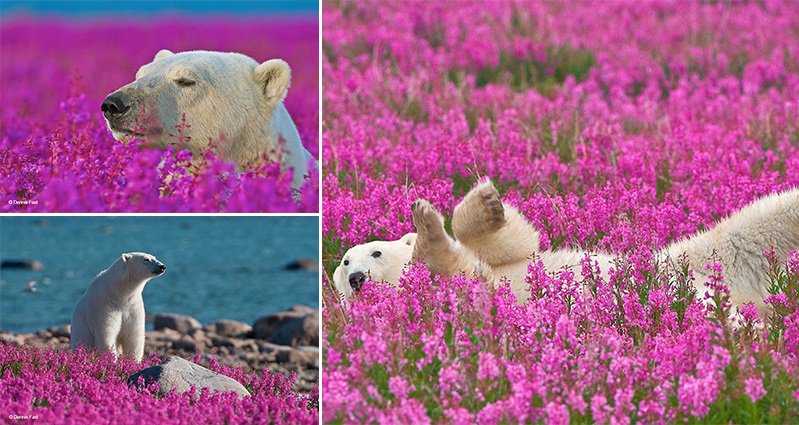 Polar-Bears-Playing-In-Flower-Fields.jpg