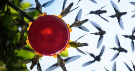 Shots Of Hummingbirds Feeding Taken Using A Mirror