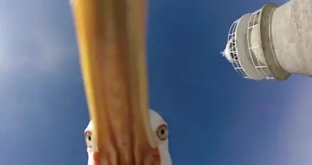 Watch Seagull Steal Gopro