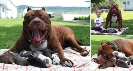 Worlds Largest Pitbull Fathers Eight Pups