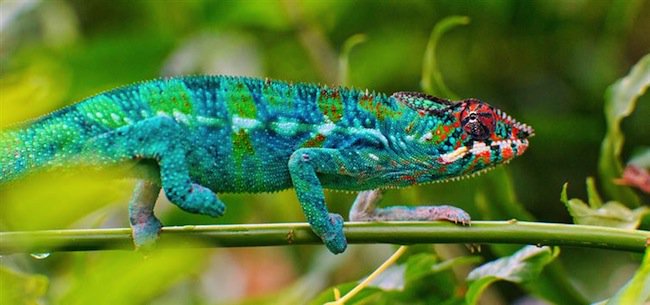 15 Eyepoppingly Colorful Animals You Won't Believe Are Real