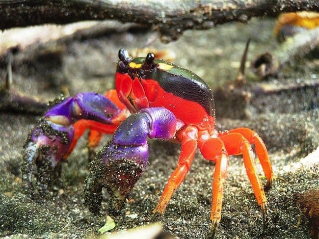 animals-crab