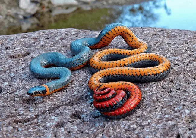 animals-snake