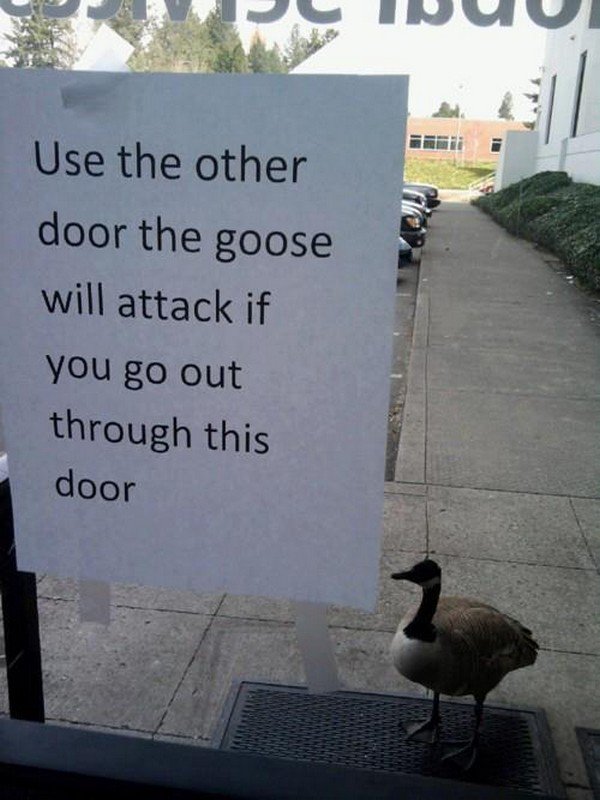 attacking goose sign