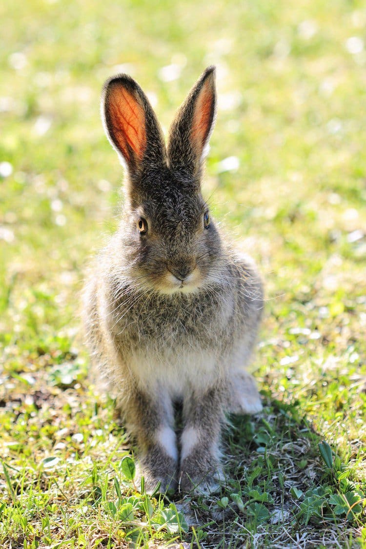 baby hare staring