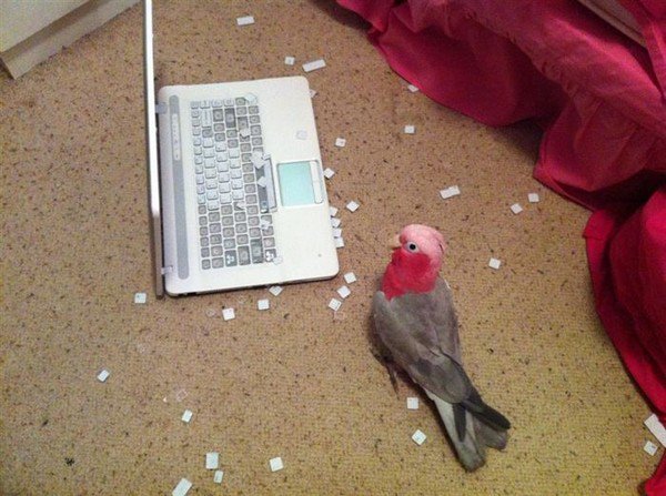 bird destroys laptop