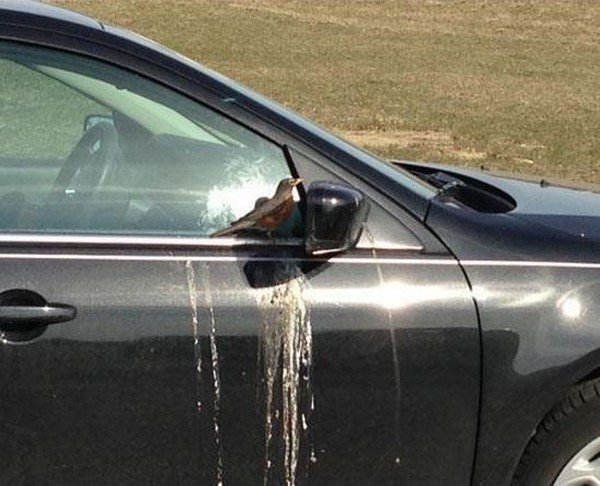 bird poop car