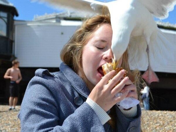 bird steals girls food