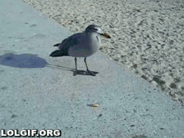 bird steals pizza