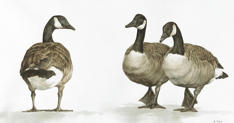 bird-watercolor-paintings-anne-balogh-canada-geese