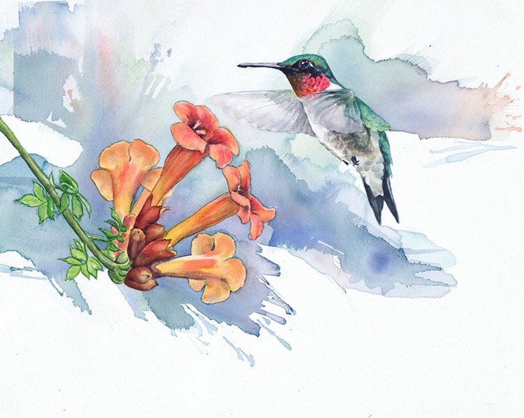 bird-watercolor-paintings-anne-balogh-hummingbird