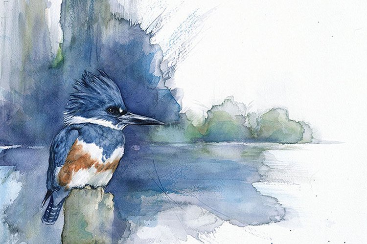 bird-watercolor-paintings-anne-balogh-kingfisher