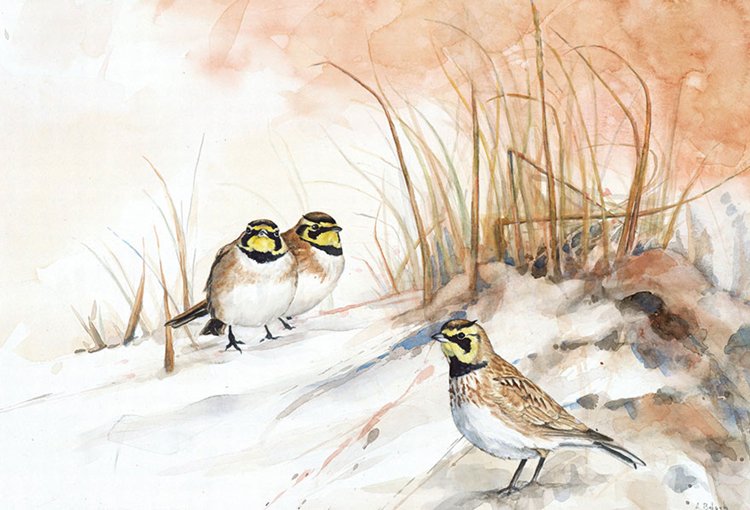 bird-watercolor-paintings-anne-balogh-lark