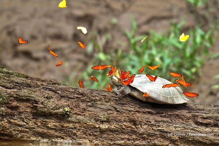 butterfly-flies