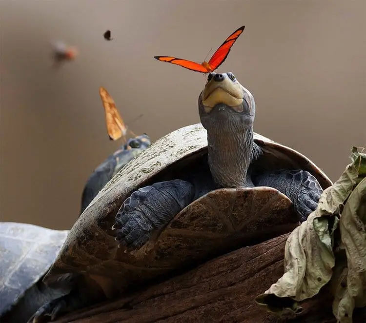 butterfly-turtle-two