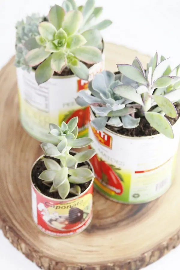 cans succulents