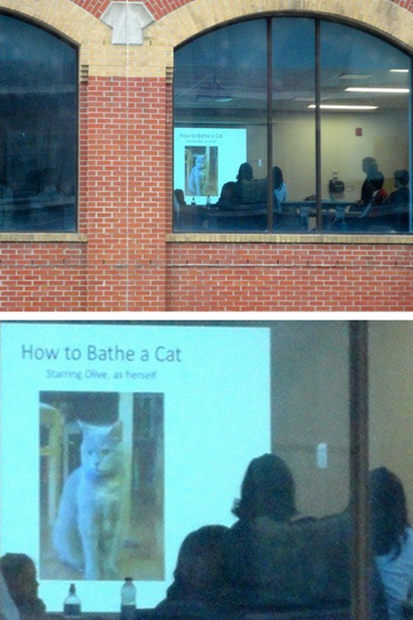 cat bathe meeting