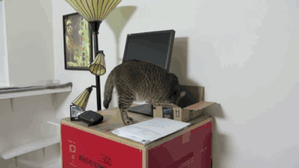 cat-feeder-gif-two-resized