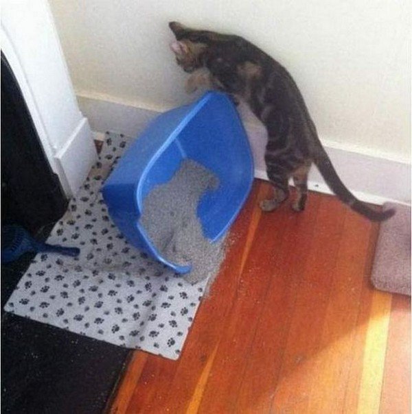 cat litter box