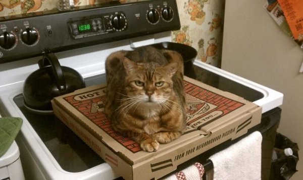 cat on pizza box